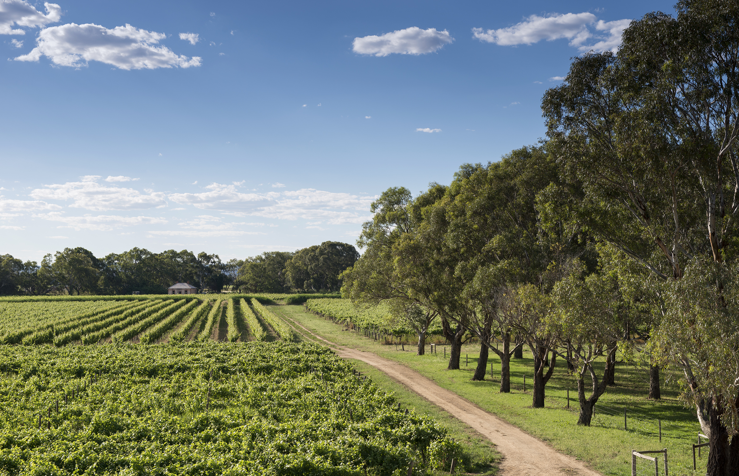 Bleasdale 位于 Langhorne Creek 的葡萄园与桉树林